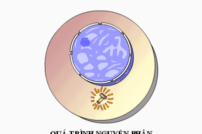 Chu kỳ tế bào và quá trình nguyên phân
